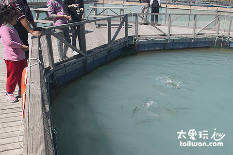 餵魚囉