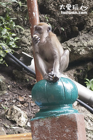黑風洞（Batu Cave）猴子