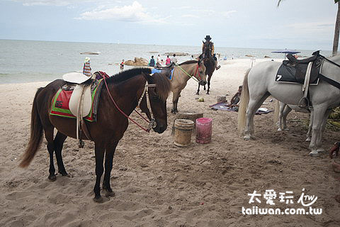 海灘上的一群馬