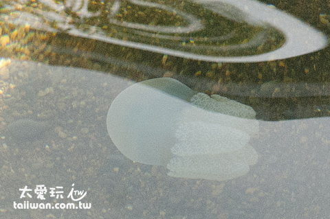 岸邊還有水母喔!得小心 岸邊還有水母喔!得小心