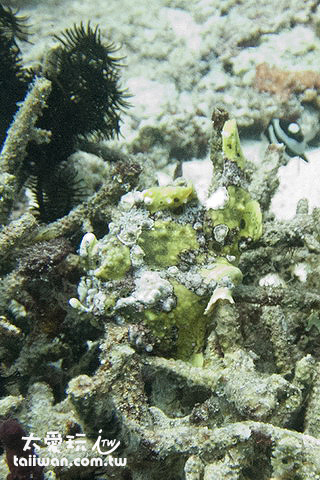 娃娃魚Frog Fish