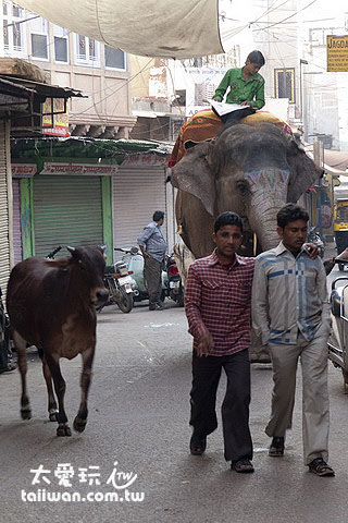 街上什麼動物都有