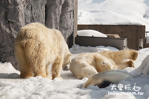 冰天雪地看北極熊才有Fu 冰天雪地看北極熊才有Fu