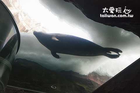 海豹館特殊的水道設計 海豹館特殊的水道設計