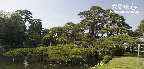 兼六園的奇樹 兼六園的奇樹