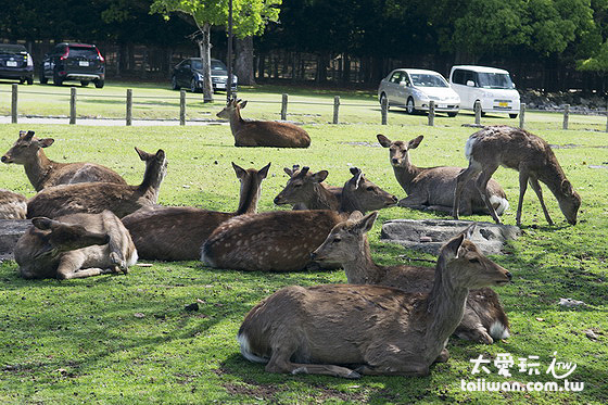 奈良公園有1200頭以上的野生奈良鹿 奈良公園有1200頭以上的野生奈良鹿