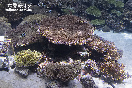 珊瑚礁魚類 珊瑚礁魚類