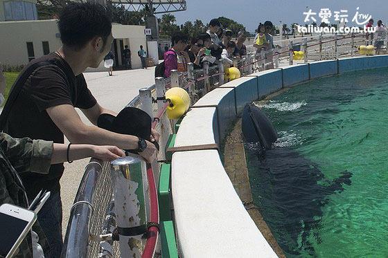 海豚劇場賞海豚 海豚劇場賞海豚