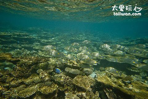 馬爾地夫浮潛水下美景