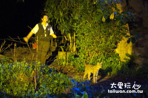 新加坡夜間動物園大貓表演