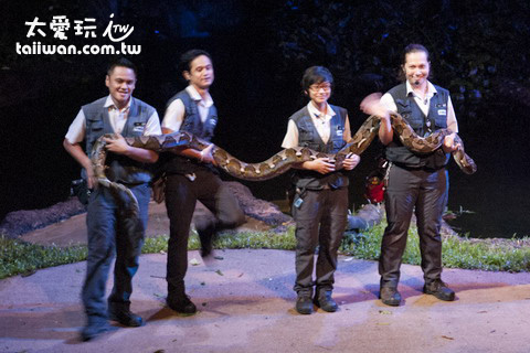 新加坡夜間動物園大蟒蛇!