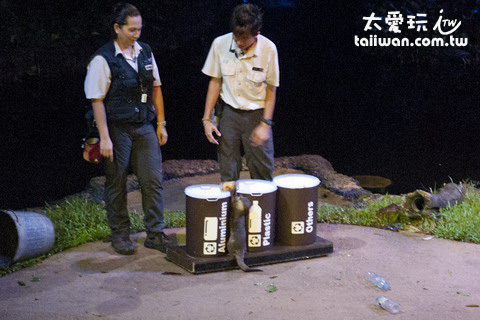 新加坡夜間動物園浣熊表演 新加坡夜間動物園浣熊表演