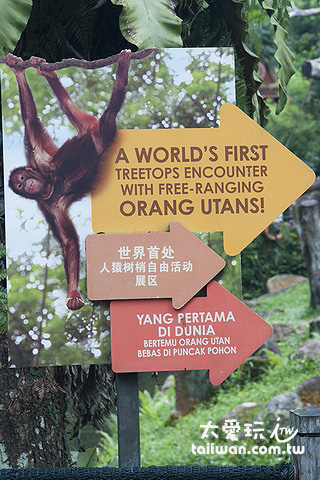 世界上首處人猿自由活動展區