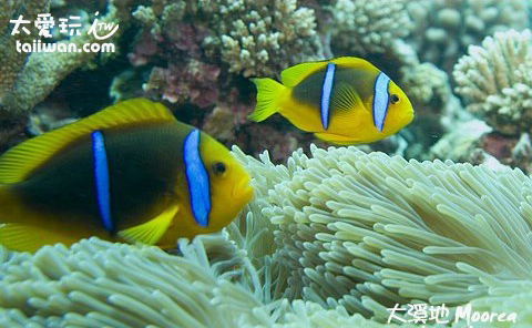 小丑魚與海葵 小丑魚與海葵