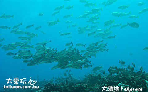 隆背笛鯛聚集成一團團的魚球 隆背笛鯛聚集成一團團的魚球