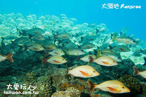 大溪地海底魚類爆多 大溪地海底魚類爆多