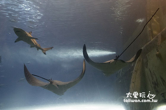 魟魚與鯊魚的相遇 魟魚與鯊魚的相遇