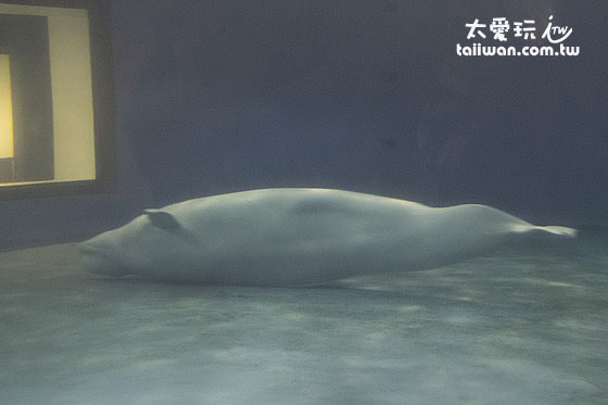 白鯨是非常吸睛的海底生物 白鯨是非常吸睛的海底生物