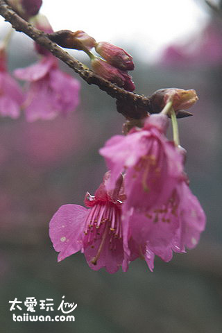 烏來山櫻花 烏來山櫻花