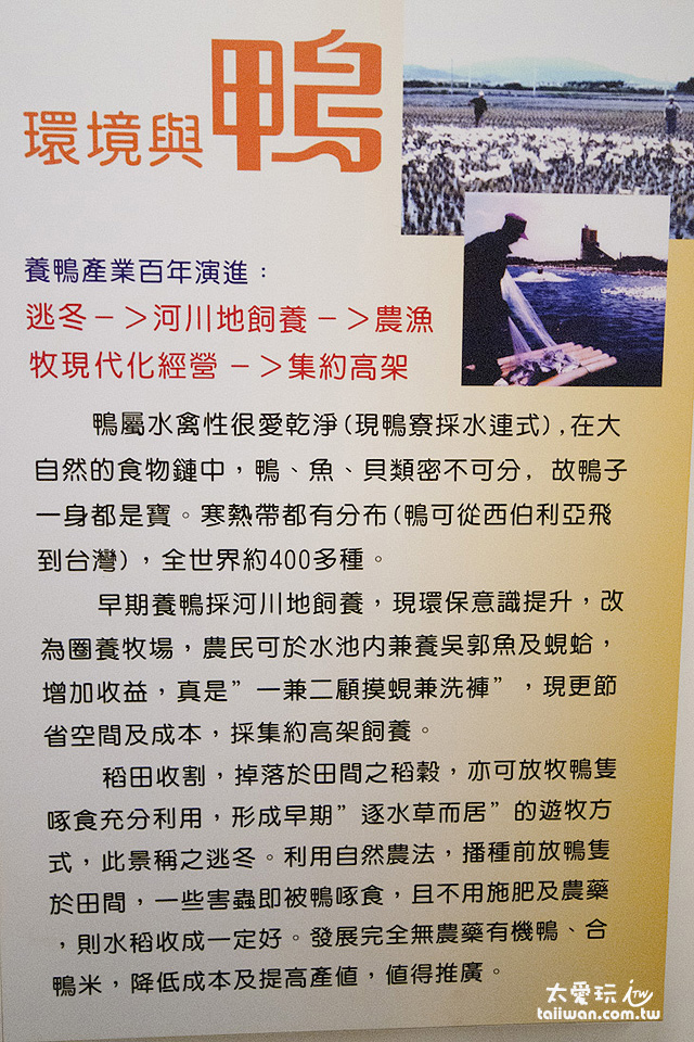 養鴨產業介紹