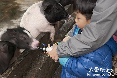 宜農牧場餵食小動物