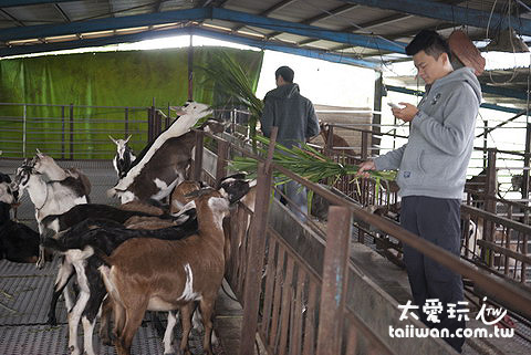 宜農牧場餵食山羊