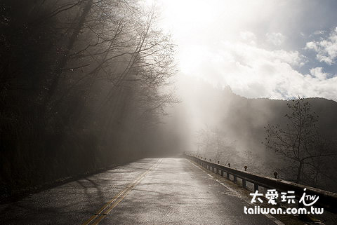 太平山山路常有霧氣 太平山山路常有霧氣