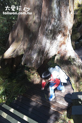 太平山步道森林浴