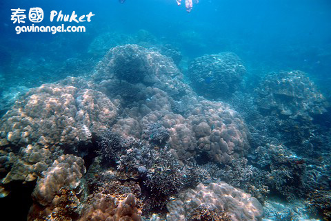 浮潛地點的水下風光