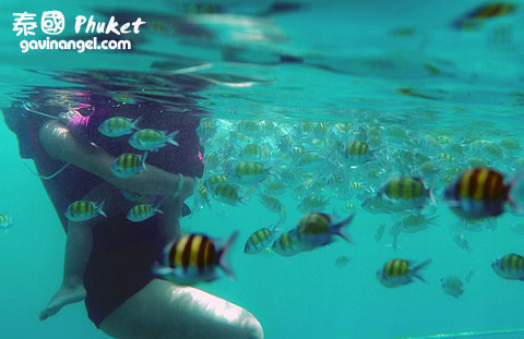 浮潛時可餵魚